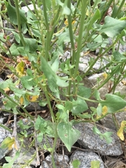 Rumex scutatus