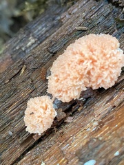 Tubifera