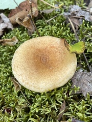 Lactarius chelidonium