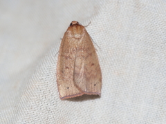 Detounda leptoplasta