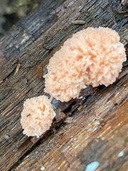 Tubifera