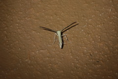 Pterophorinae