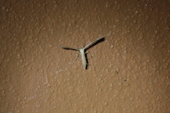 Pterophorinae
