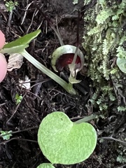 Corybas macranthus