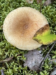 Lactarius chelidonium