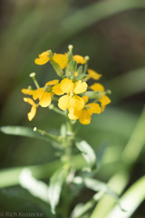 Erysimum capitatum