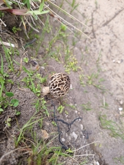 Morchella