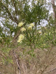 Kunzea ericifolia