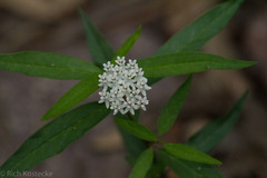 Asclepias texana