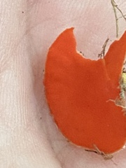 Sarcoscypha occidentalis