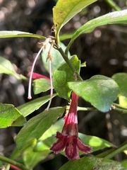 Alseuosmia macrophylla