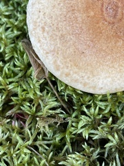 Lactarius chelidonium