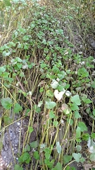 Hydrocotyle verticillata