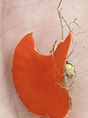 Sarcoscypha occidentalis