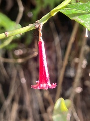 Alseuosmia macrophylla