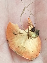 Sarcoscypha occidentalis