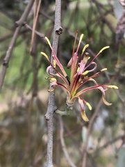 Amyema quandang