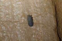 Akotropis