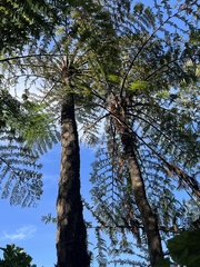 Cyathea medullaris