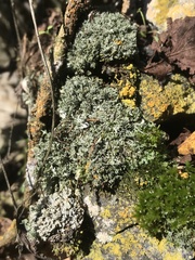 Phaeophyscia constipata