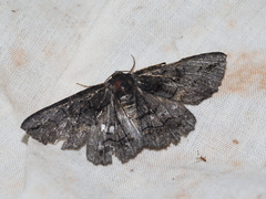 Melanodes anthracitaria