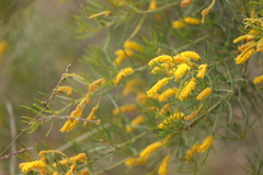 Acacia tenuissima