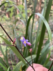 Dianella caerulea