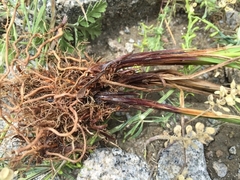Carex caucasica