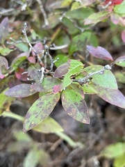 Vaccinium angustifolium