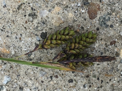 Carex caucasica, photograph 1