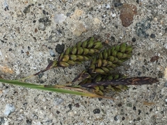 Carex caucasica