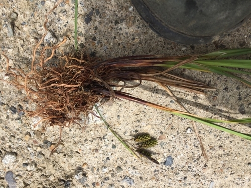 Carex caucasica, photograph 2