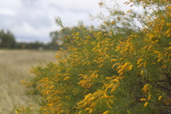 Acacia tenuissima