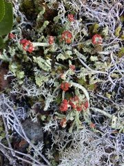 Cladonia floerkeana