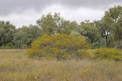 Acacia tenuissima