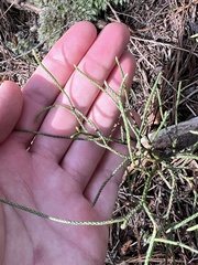 Lycopodium deuterodensum
