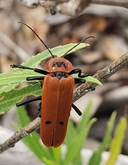 Chauliognathus togatus