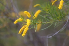 Acacia tenuissima
