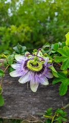 Passiflora caerulea