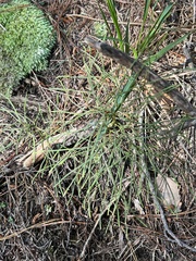 Lycopodium deuterodensum