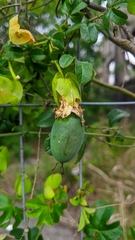 Passiflora caerulea
