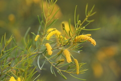 Acacia tenuissima