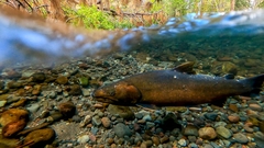 Salvelinus confluentus