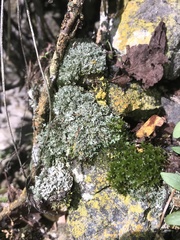 Phaeophyscia constipata