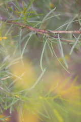 Acacia tenuissima