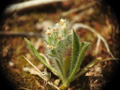 Plantago bellardii