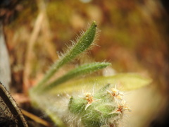 Plantago bellardii