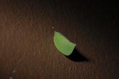 Salurnis marginella