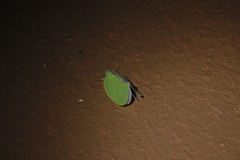 Salurnis marginella