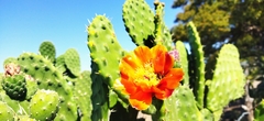 Opuntia